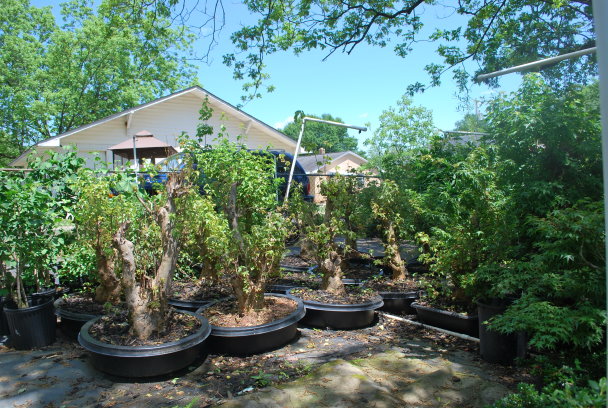 vegherb Coral Gum Tree Seeds Eucalyptus Torquata Bonsai Standard Or Container Growing 20